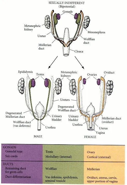 生殖系統的發育情況
