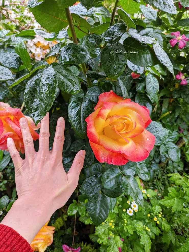 巨大的玫瑰 - 愛與和平