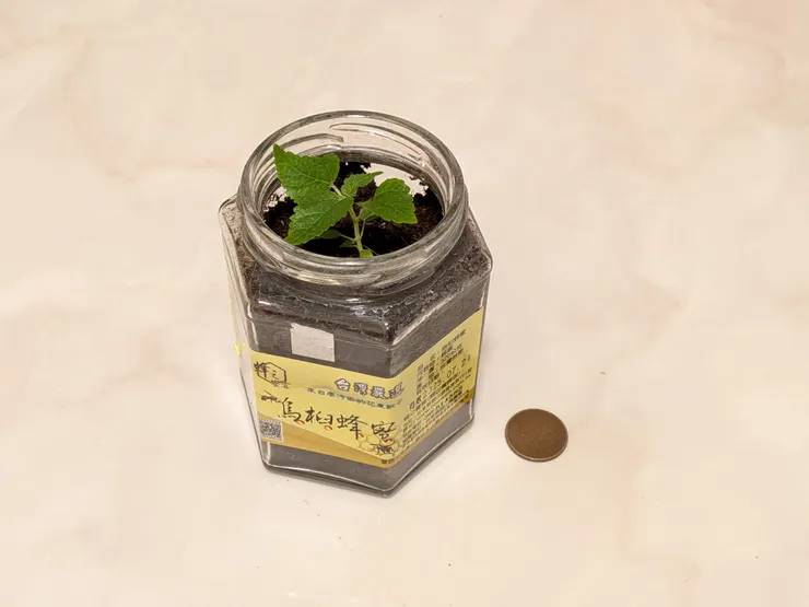 從虎尾蘭那家來的孩子，入住第一天的樣子