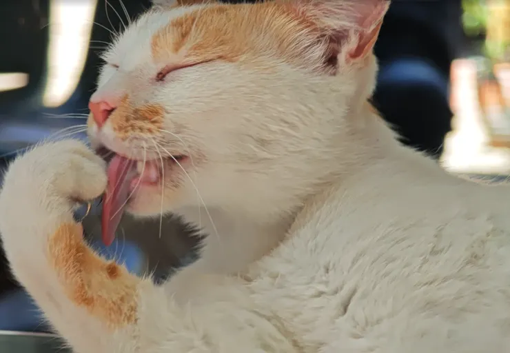 貓咪舌頭上的倒刺（Filiform papillae）能像梳子一樣理順毛髮，同時將唾液塗抹在身上