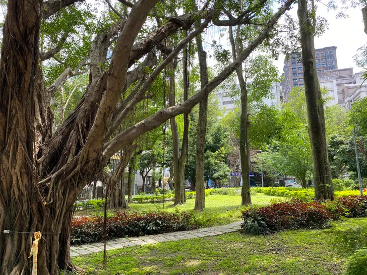 老樹成蔭的萬年公園
