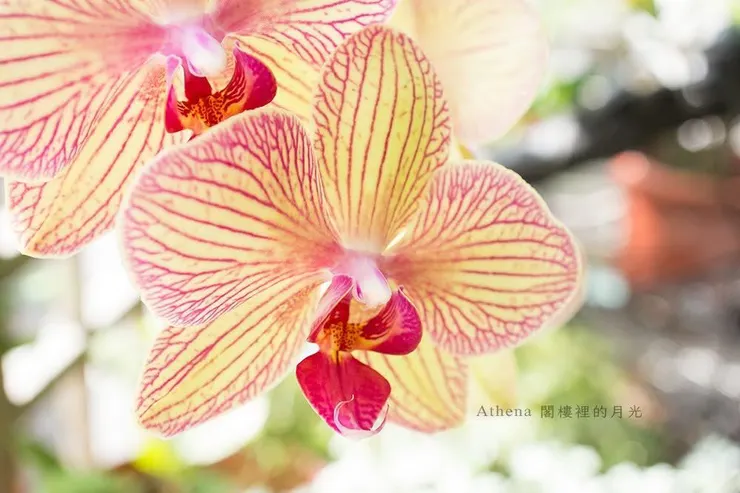 2012年陽台上的蘭花｜圖文不符