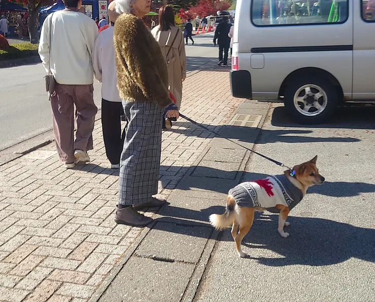 穿衣品味很好的銀髮大姐和楓葉dress code的柴柴(Photo by Zora)