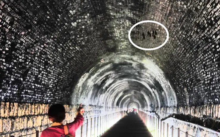 蝙蝠在標示處，拍照不能使用閃光燈。