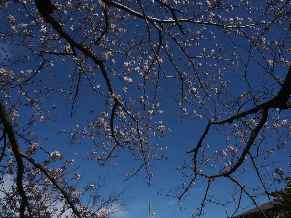 天気がいいから、散歩しましょう。