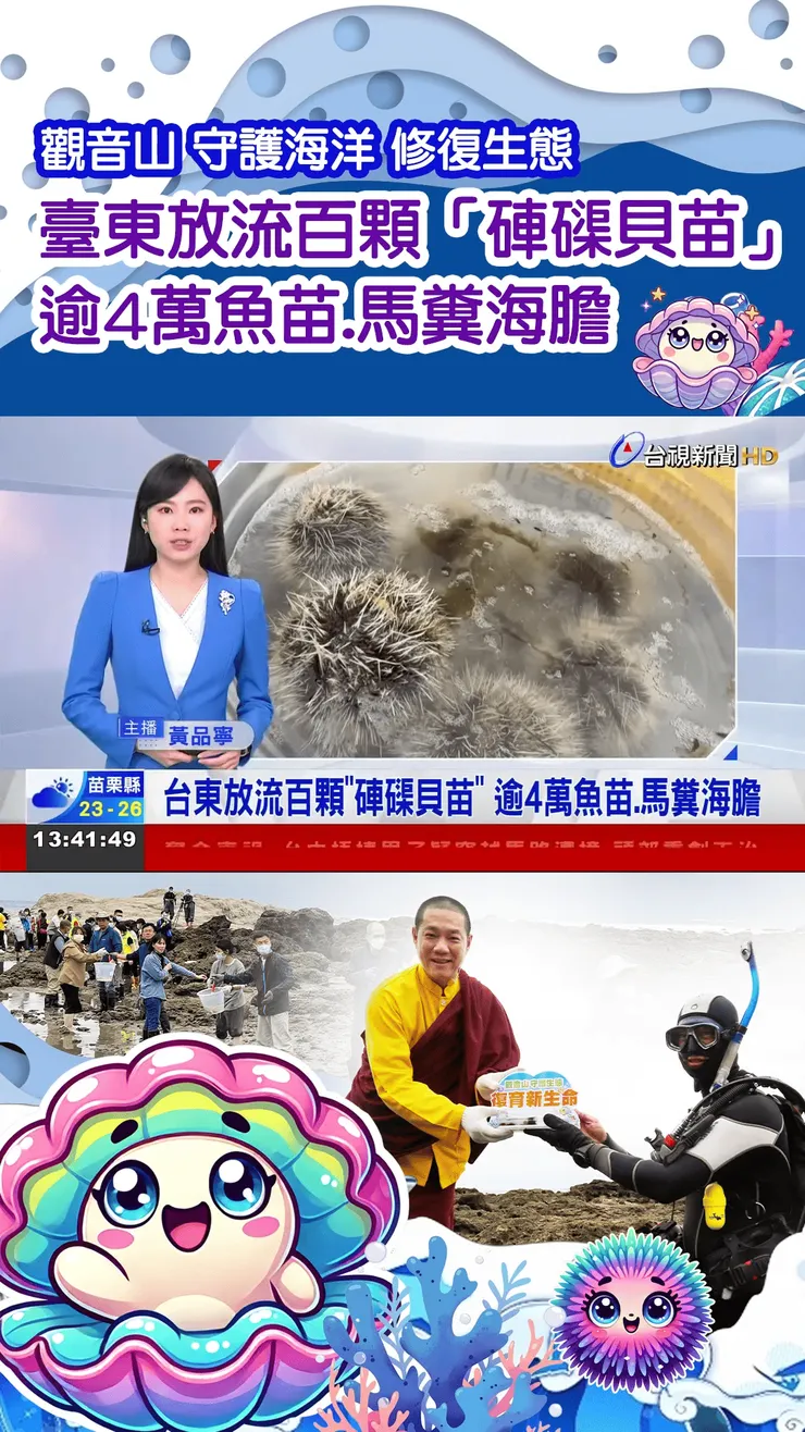 【台視新聞報導】觀音山 龍德上師臺東放流百顆「硨磲貝苗」 逾4萬魚苗、馬糞海膽