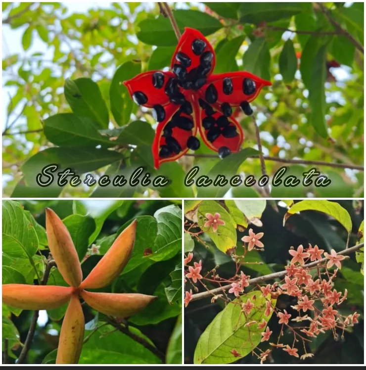 假蘋婆(Sterculia lanceolata )