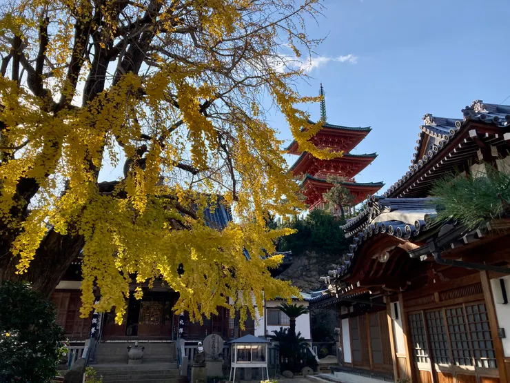 西光寺庭院的銀杏樹及三重塔