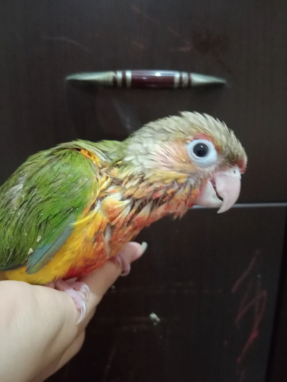 我愛我家我的鴨