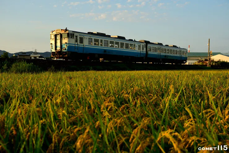 日落時分火車經過將要豐收的稻田(攝於吉成=佐古)