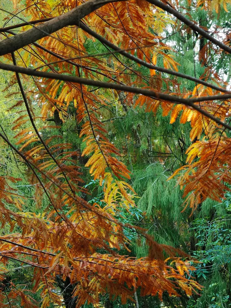 近距離觀看高處的落羽松