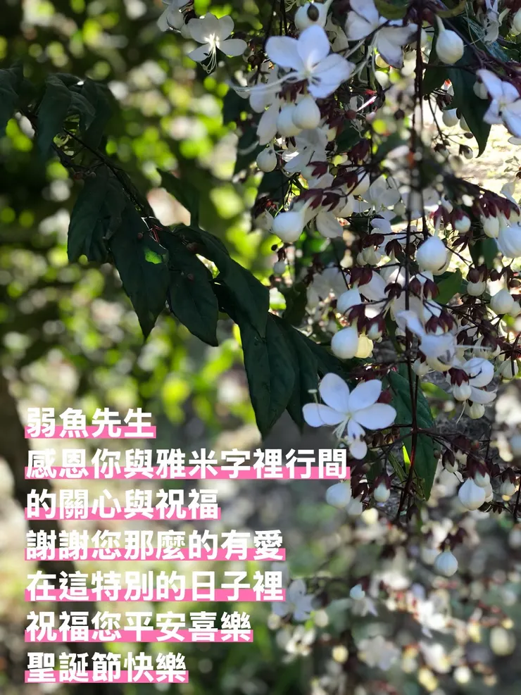 佩宜送給弱魚先生的手拍製圖