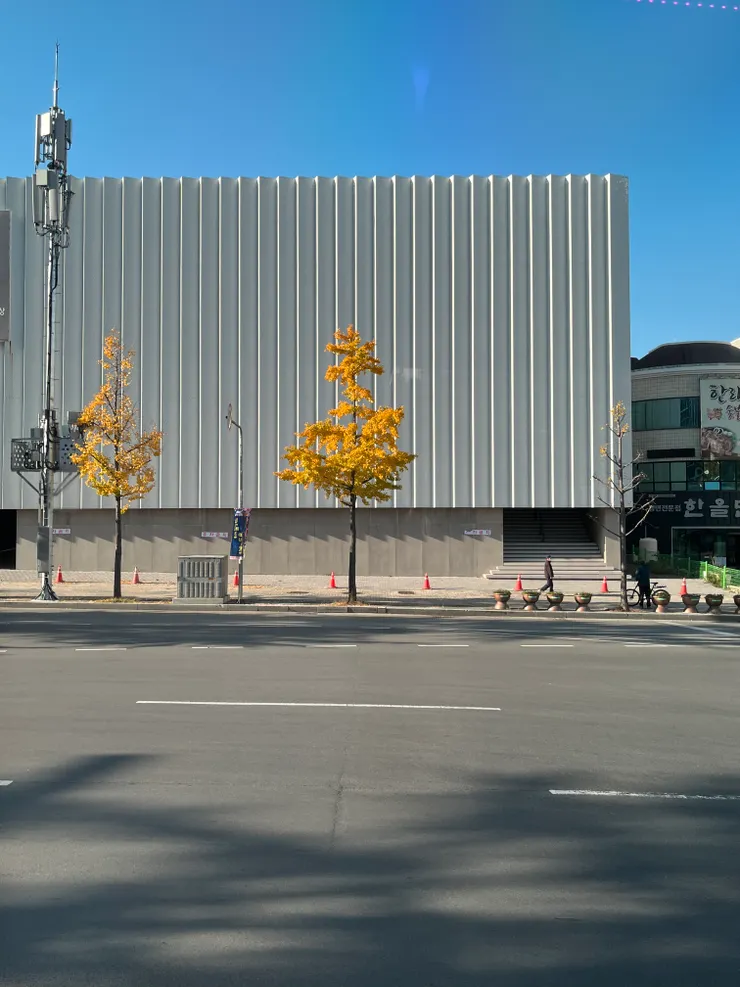 隨處經過路邊的銀杏
