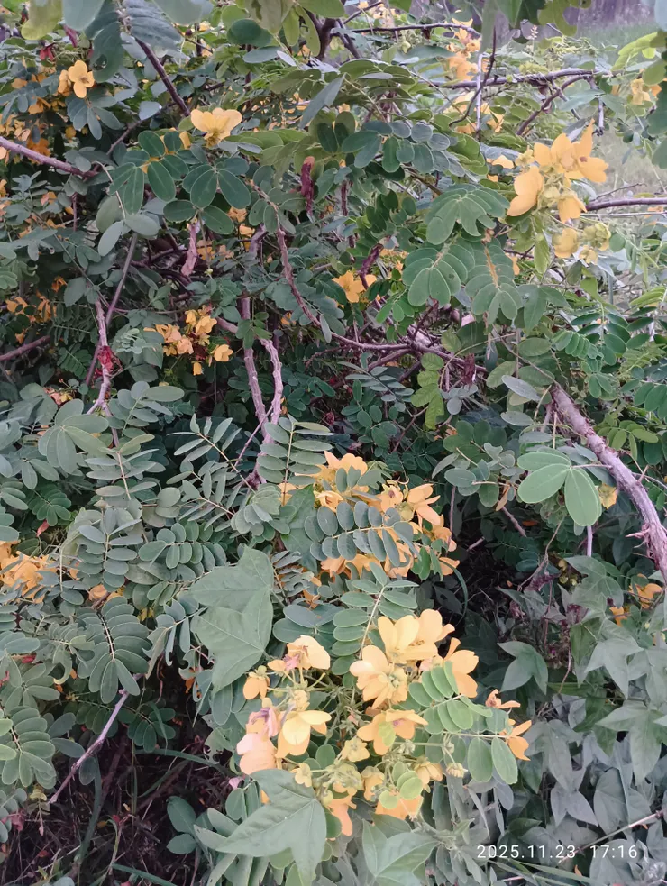 黃槐，皆自拍攝