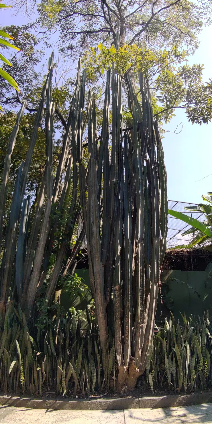 仙人掌到底怎麼長到比樹還高的啊