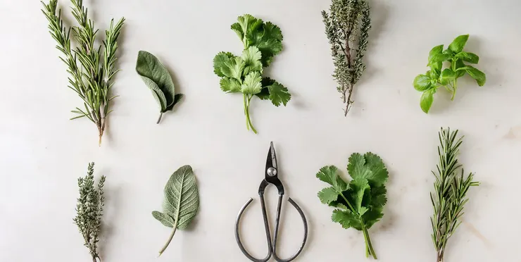 上排從左到右應該是：迷迭香、鼠尾草、平葉巴西里、木質化的百里香(?)、甜羅勒，下排也是一樣的只是順序不同然後羅勒換成剪刀。