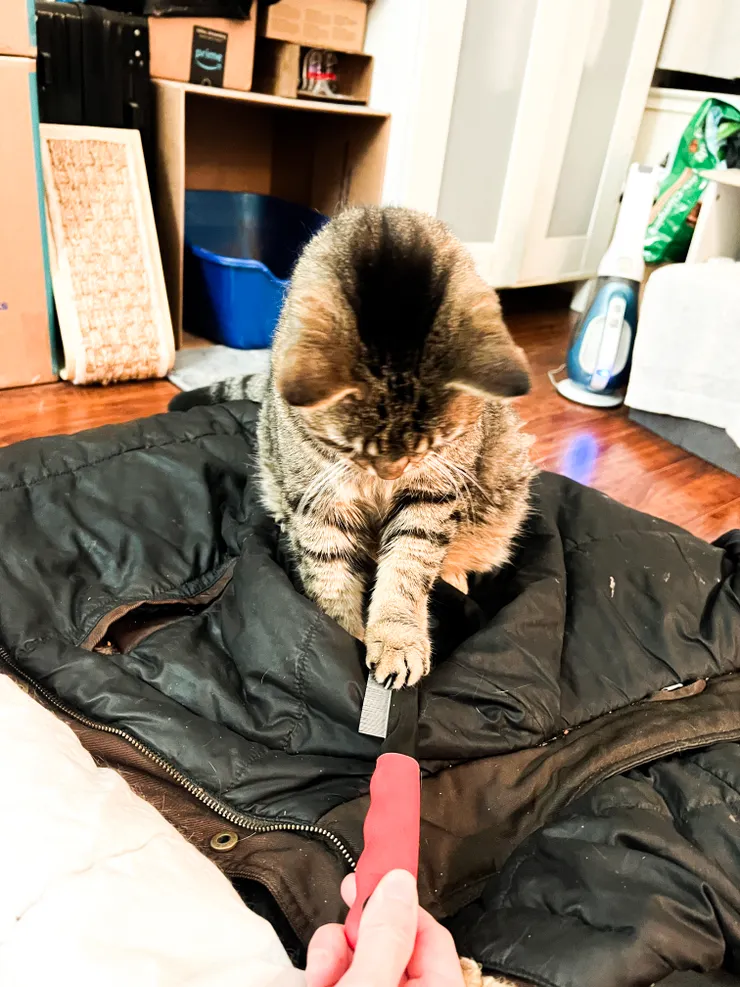 情勒仔很討厭的細齒梳