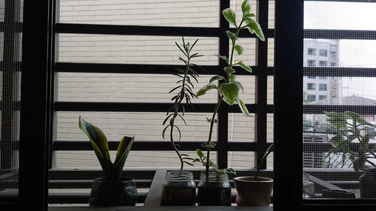 自左依序為「小平頭」、「歪腰」、「紅糟左右手」等室友（2025/04/26攝）