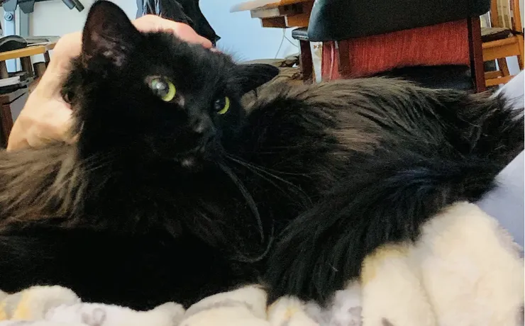 已經13歲半的黑黑，仍然喜歡在貓奴身上踏踏撒嬌討摸摸。