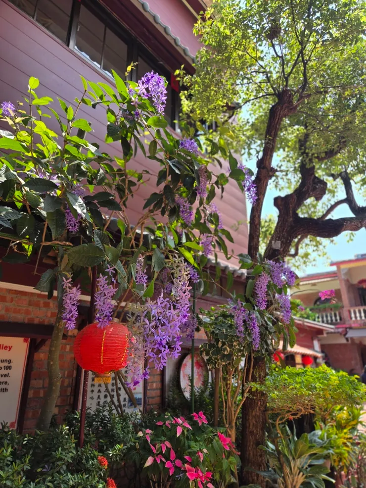 很漂亮的許願藤，民俗村裡面很多花草，顏色很繽紛