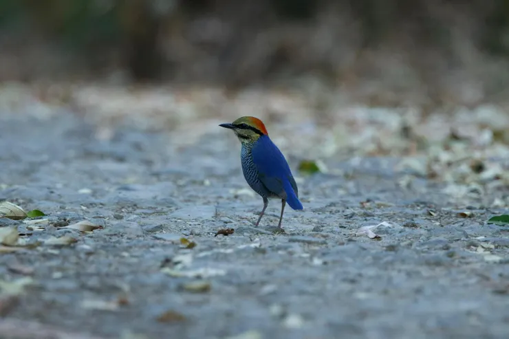 鳥導Bank提供的照片
