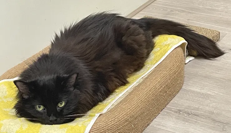 我家主子黑黑:胰臟炎+腫瘤、糖尿病、慢性腎衰竭、胃潰瘍以及其他內臟不明陰影,目前安寧治療中。