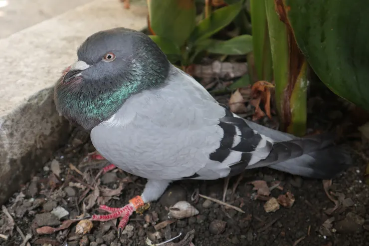 被橘白貓攻擊的賽鴿當事人