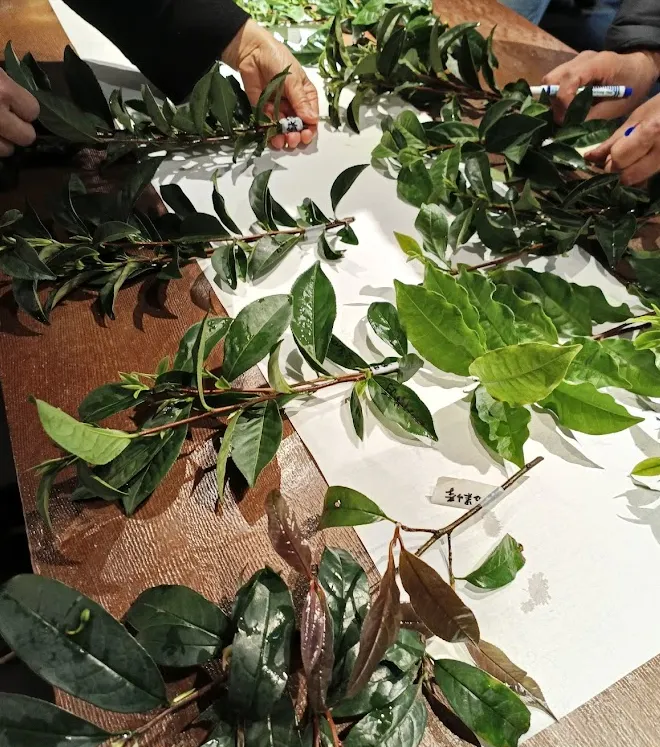 你以為茶葉就是茶葉?其實,每一片葉子都是茶樹的「身份證」