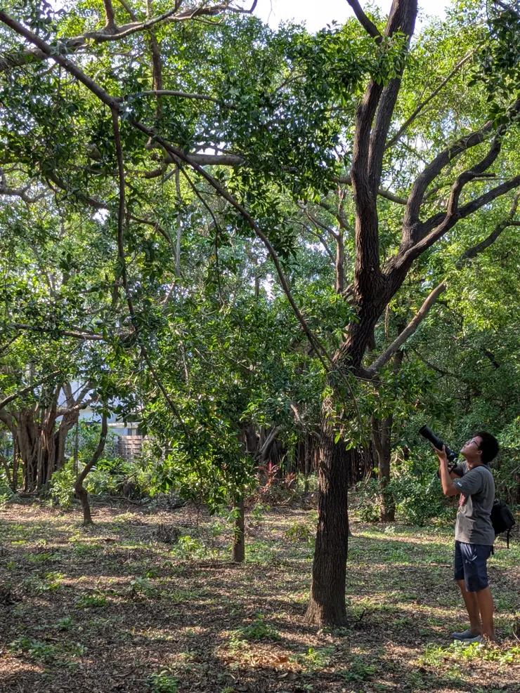 大砲哥捕捉鳥類的身影