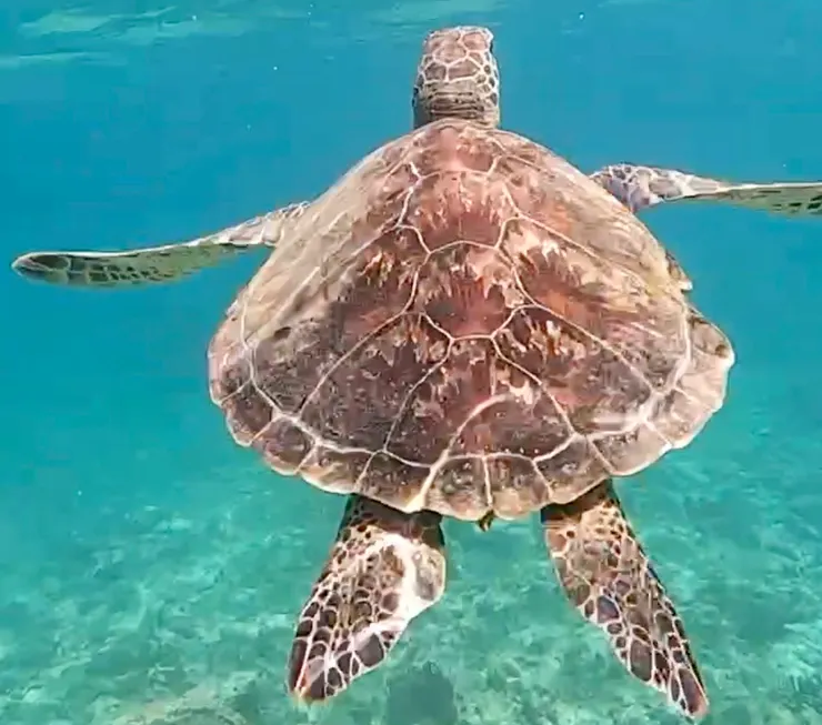 沖繩與海龜一起浮潛