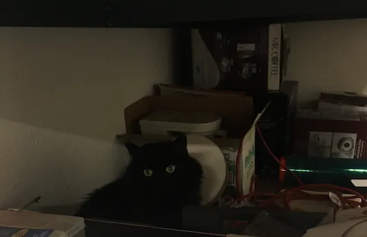 躲在暗處的黑貓，是心急的貓奴容易忽略的地方。