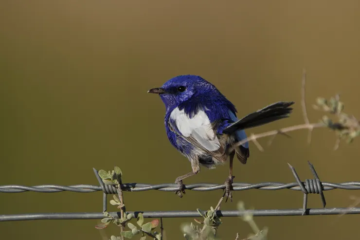 偏愛開闊環境的 White-winged Fairywren