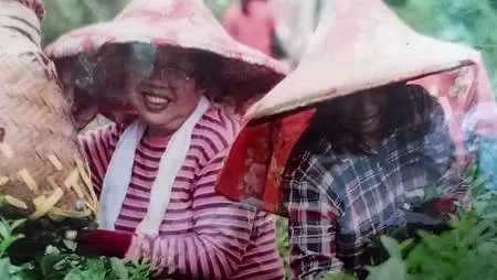 [台北美食]貓空在地茶農的手藝，晨曦茶坊源自文山區鐵觀音始主