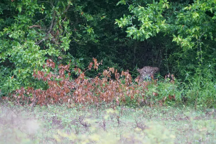 終於等到主角！！！！