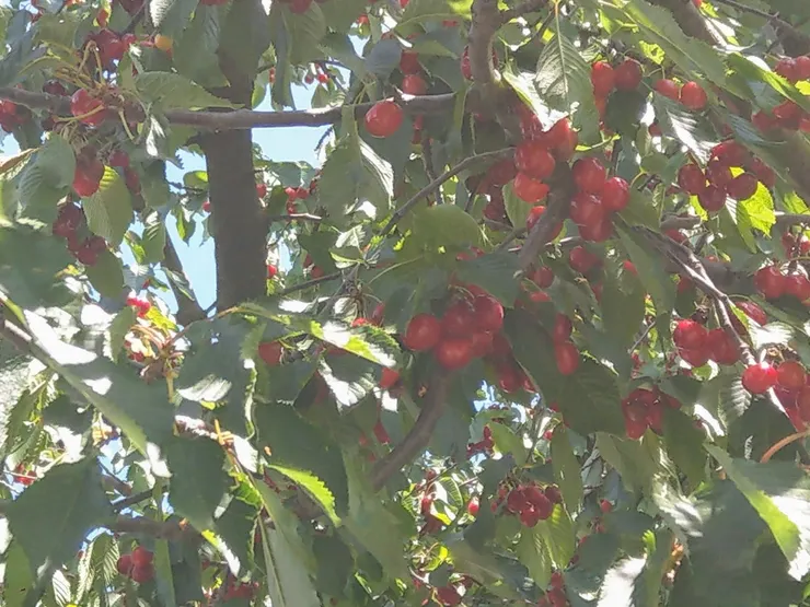 第一次在路上看到櫻桃樹