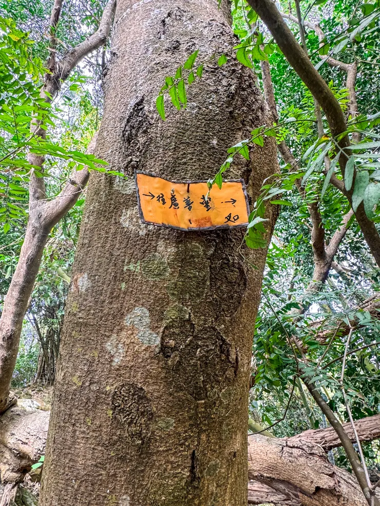 在人頭山遇到一位赤腳跑步的阿伯，叮嚀我走不動要下山可以考慮從廣善堂叉路下山，但現場沒有看到叉路，或許是許久無人使用，叉路被傾倒的樹枝掩蓋？