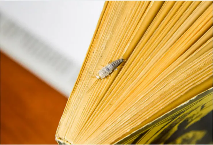 (圖片引自iStock https://reurl.cc/dDZ05k)