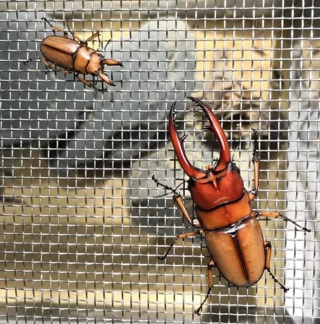 © zshulin 的觀察紀錄