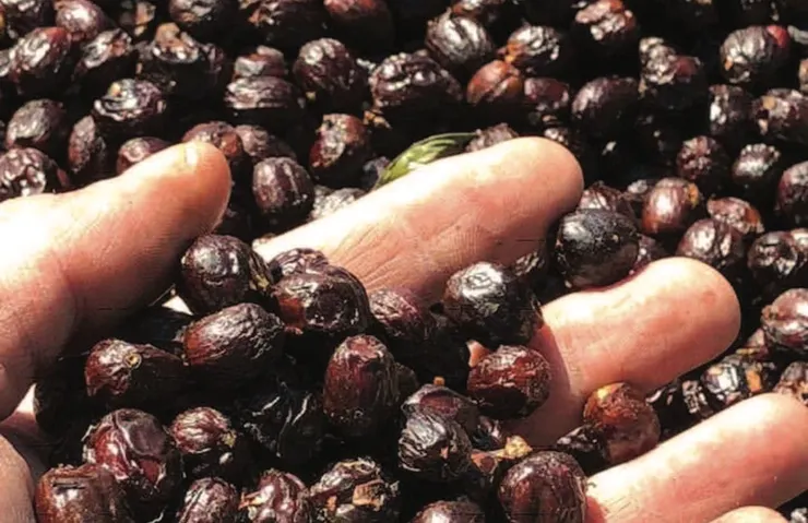 咖啡豆顏色特別，散發獨特香氣