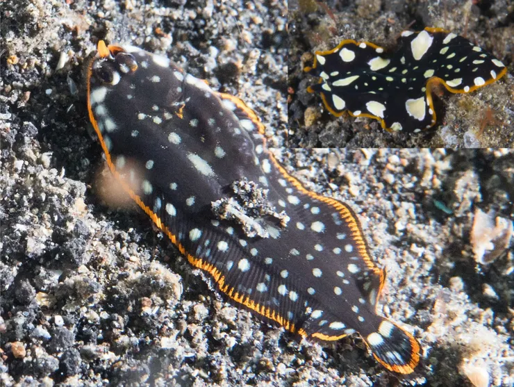 這隻顏色鮮豔的比目魚(斑點長鼻鰨)擬態成有毒的海扁蟲(右上),以避免被掠食者獵食。(圖片來源:Rickard Zerpe、 maractwin)