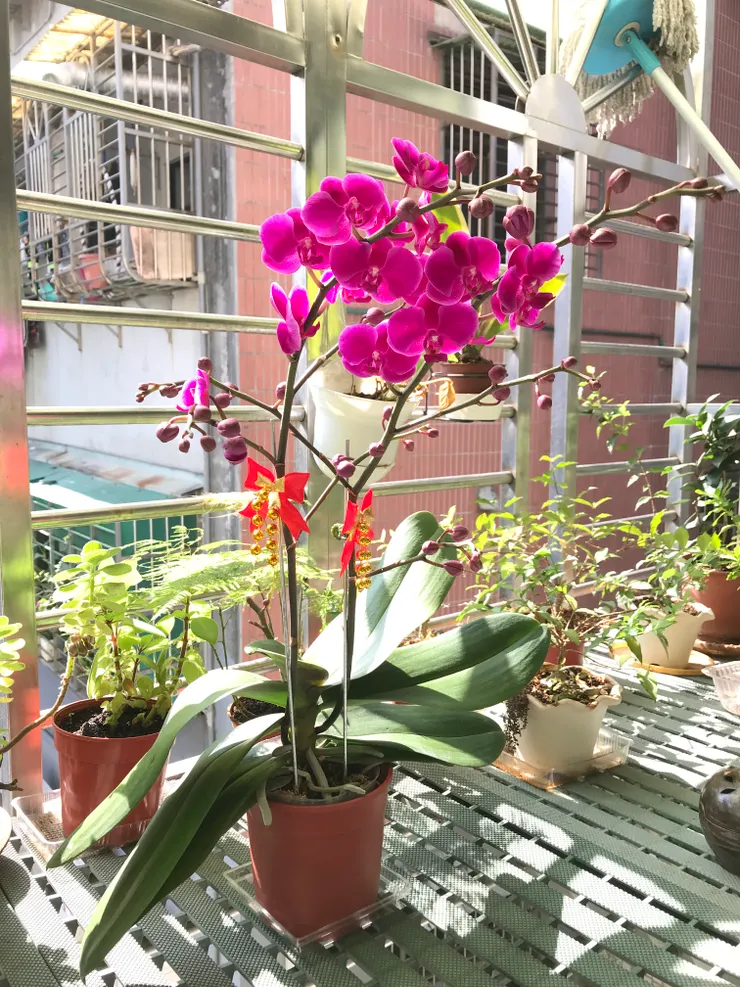 今年過年買的這一盆因為還沒開的花苞太多了，所以經常拿去陽台做日光浴
