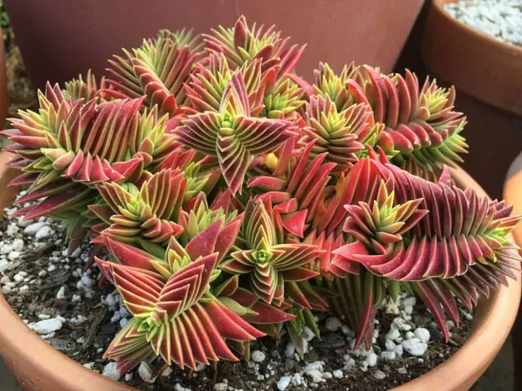 火祭(Crassula capitella)