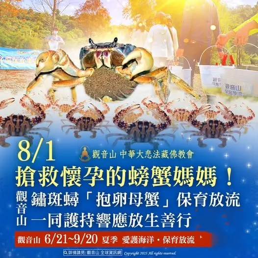 搶救懷孕的螃蟹媽媽