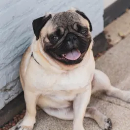 Relax, Have Some Cookies的沙龍