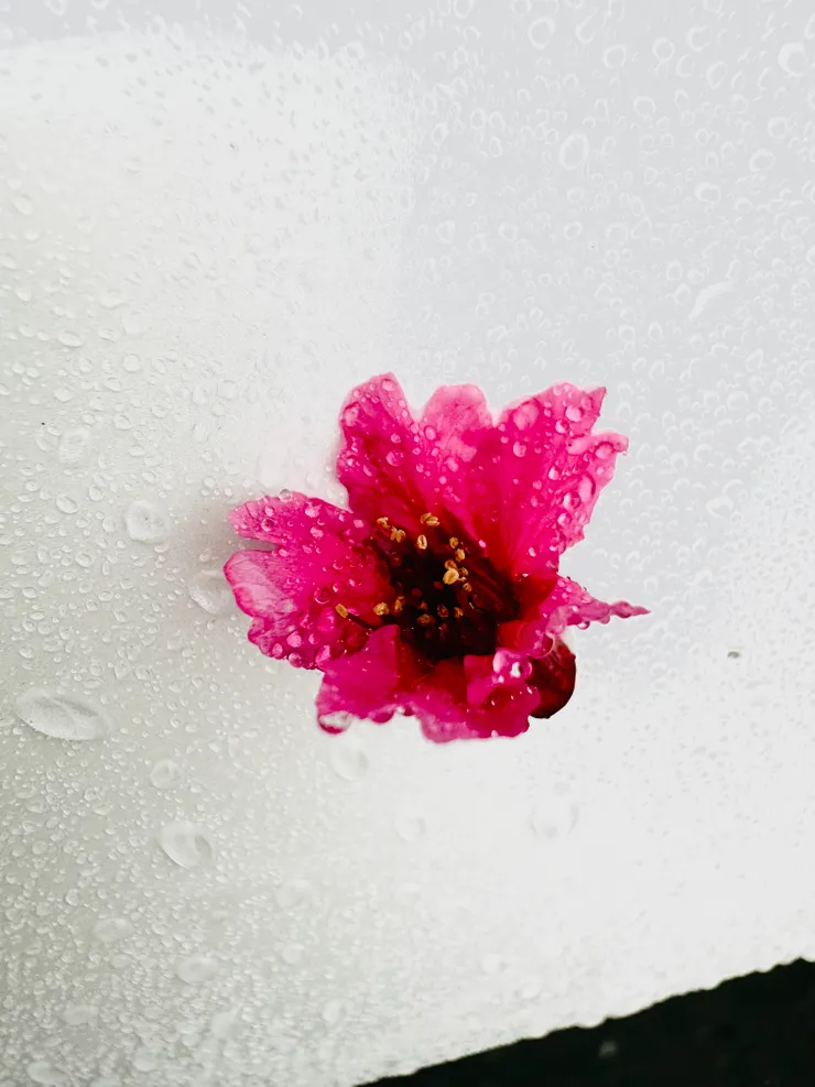 雨中的櫻花🌸