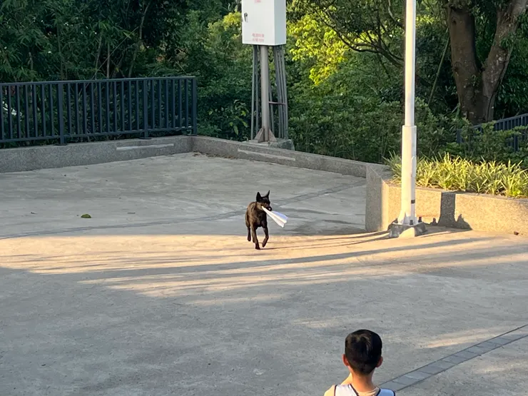 小黑咬著小朋友的紙飛機