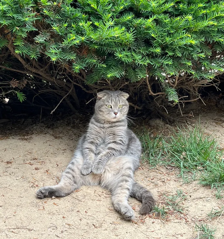 請問你是大叔貓咪石像嗎…？