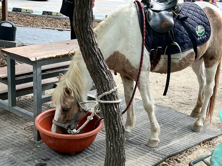 馬🐎兒試乘體驗區