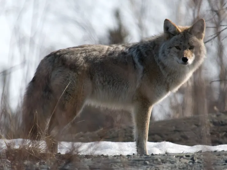 Coyote in Canada