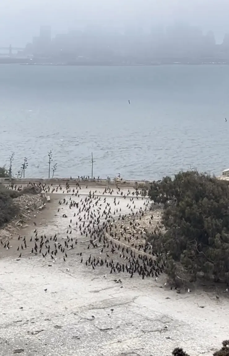 島上到處都是鳥…🦤